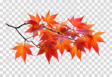 A close-up of a branch of Japanese maple (Acer palmatum) with vibrant orange and red autumn leaves, isolated on a clean white background. The leaves are sharply detailed, showing their delicate, pointed shapes and natural color gradients. The branch is thin and dark, with leaves radiating outward in a natural, organic arrangement. The composition is bright and crisp, with no other objects or distractions, perfectly centered and isolated for a botanical or nature study look.   --raw