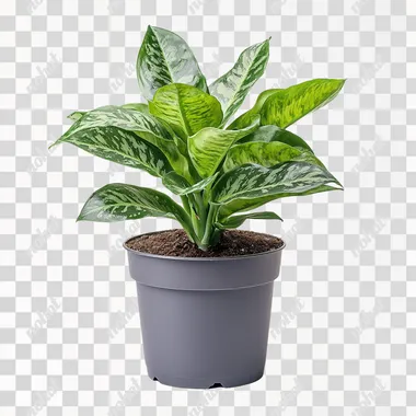 snake plant in gray flowerpot on isolated white background, side view