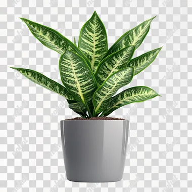 snake plant in gray flowerpot on isolated white background, side view
