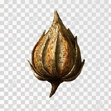 dnd fantasy small sycamore seed