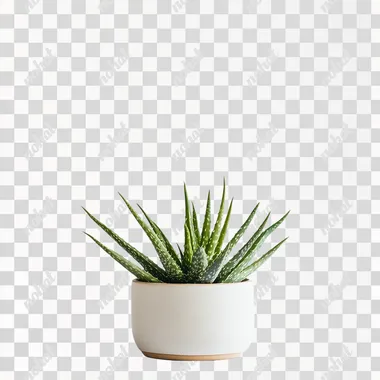 aloe on white background --s 50
