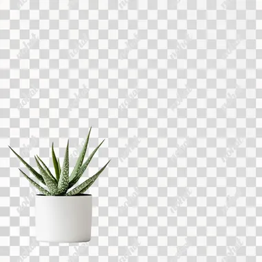 aloe on white background --s 50