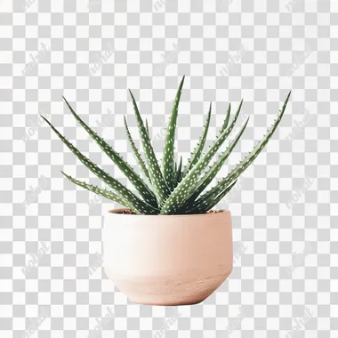 aloe on white background --s 50