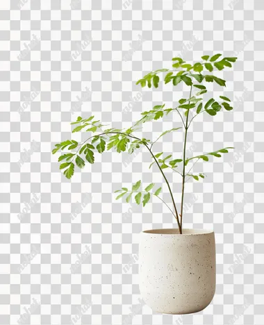 plant isolated on white background