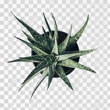 potted aloe vera plant, top view, without a background, cut-out
