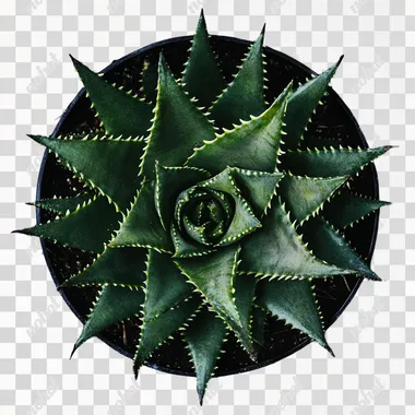 potted aloe vera plant, top view, without a background, cut-out
