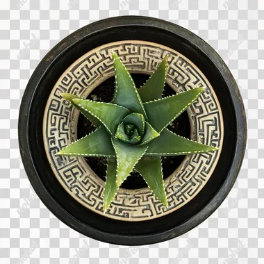 potted aloe vera plant, top view, without a background, cut-out