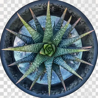 potted aloe vera plant, top view, without a background, cut-out