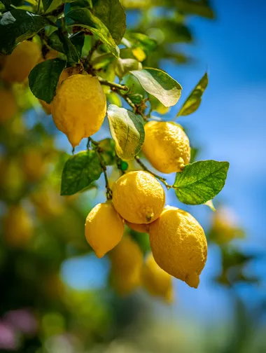 close-up of a mature lemon tree in a summer garden, clusters of ripe lemons hanging from the branches, sun-dappled leaves and a vivid blue sky in the background, warm peaceful midday vibes, natural lighting and slight breeze, photography, macro lens with shallow depth of field, Canon EOS R5, f/2.0, ISO 200