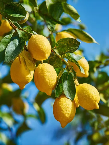close-up of a mature lemon tree in a summer garden, clusters of ripe lemons hanging from the branches, sun-dappled leaves and a vivid blue sky in the background, warm peaceful midday vibes, natural lighting and slight breeze, photography, macro lens with shallow depth of field, Canon EOS R5, f/2.0, ISO 200