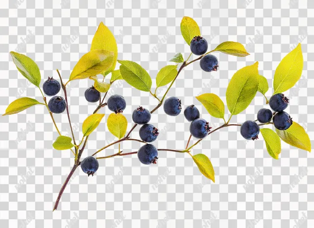 Fresh Blueberries with Leaves: High-Quality Cutout Image