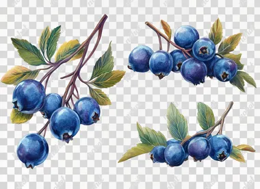 Blueberries with leaves isolated on a white background. With a clipping path. Full depth of field. Focus stacking. PNG, cutout, PNG file with a white background.
