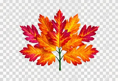 Ultra-realistic, 8K cinematic, photorealistic studio-quality image of a single autumn tree leaf, perfectly centered on a pure white background, high-resolution macro shot showing detailed leaf veins, vibrant autumn colors in gradients of red, orange, and golden yellow, sharp edges and natural imperfections like tiny holes or curled tips, soft diffused studio lighting eliminating shadows, Canon EOS R5, 85mm f/1.4, shallow depth of field with perfect focus on the entire leaf, clean and minimalistic composition  --s 750   gpe3wm3