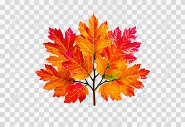 Ultra-realistic, 8K cinematic, photorealistic studio-quality image of a single autumn tree leaf, perfectly centered on a pure white background, high-resolution macro shot showing detailed leaf veins, vibrant autumn colors in gradients of red, orange, and golden yellow, sharp edges and natural imperfections like tiny holes or curled tips, soft diffused studio lighting eliminating shadows, Canon EOS R5, 85mm f/1.4, shallow depth of field with perfect focus on the entire leaf, clean and minimalistic composition  --s 750   gpe3wm3