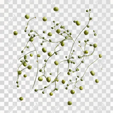 top view mung beans isolated on white background, realistic, studio light