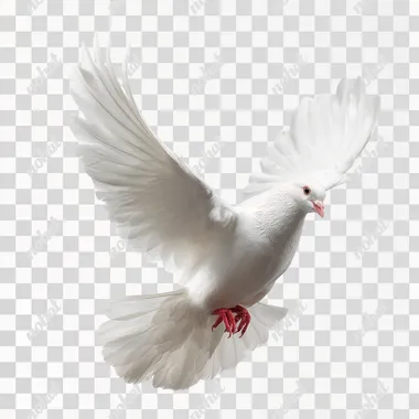 pure white dove top view, levitate in the air, raw, isolated white back