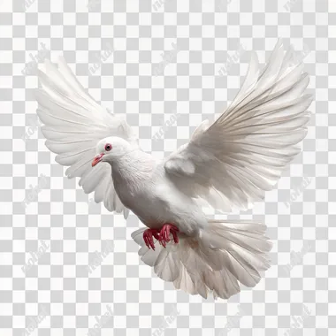 pure white dove top view, levitate in the air, raw, isolated white back