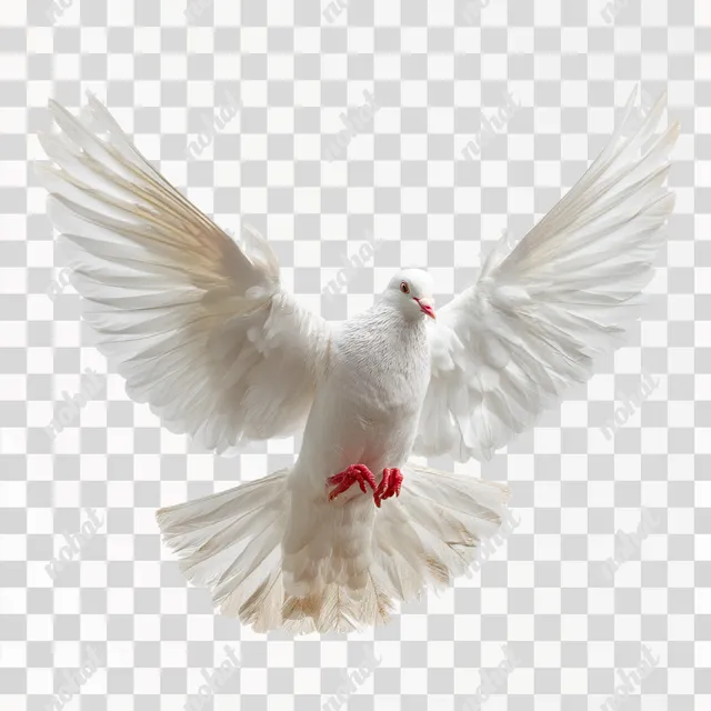 PNG Majestic White Dove in Flight