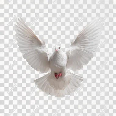 pure white dove top view, levitate in the air, raw, isolated white back