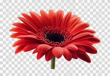 Flower image png. Single petal. Photography. Realism. Hd details