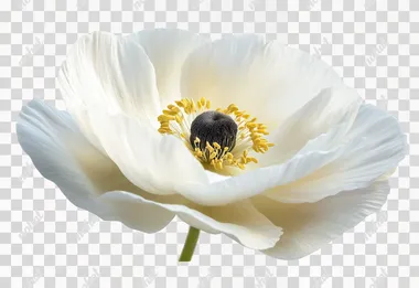 Flower image png. Single petal. Photography. Realism. Hd details