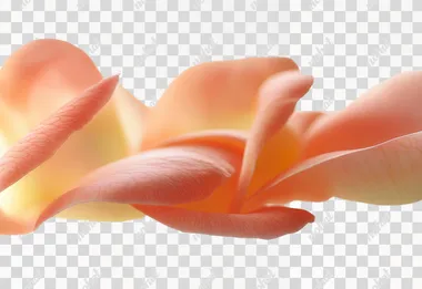 Flower image png. Single petal. Photography. Realism. Hd details