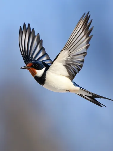 A photo of a flying swallow. Ultra high definition picture quality. Long focus shooting. Blue background. Super realistic style. 8k.