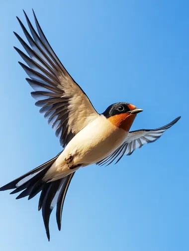 A photo of a flying swallow. Ultra high definition picture quality. Long focus shooting. Blue background. Super realistic style. 8k.