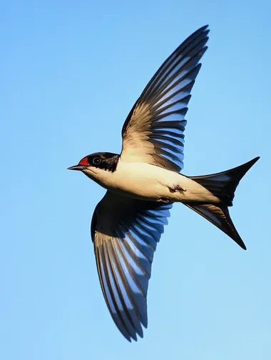 A photo of a flying swallow. Ultra high definition picture quality. Long focus shooting. Blue background. Super realistic style. 8k.