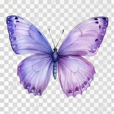 a watercolor painting of a purple butterfly solid white background