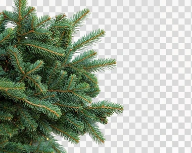The green Christmas tree branches in the corner with a border isolated on a white background and clipping path, leaving white space for text or a logo. A mockup template for design.