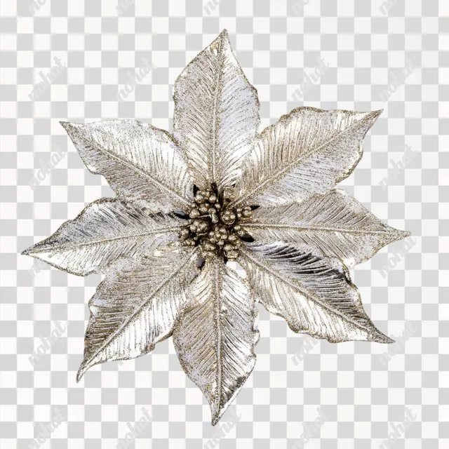 PNG White Poinsettia Flower for Christmas Decoration in Living Room Closeup