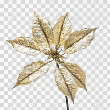 POINSETTIA christmas decoration, closeup front view, white background --s 50