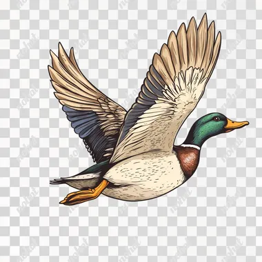 a duck in flight on a white background in the style of a simple drawing --s 250