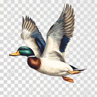 a duck in flight on a white background in the style of a simple drawing --s 250