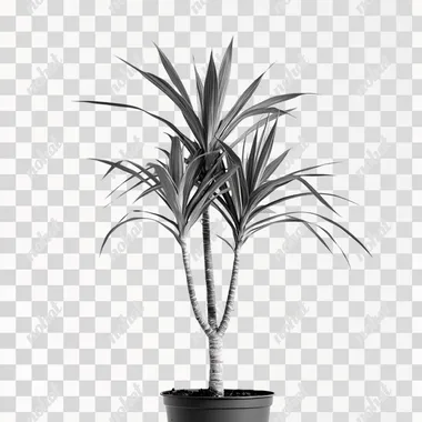 black and white Dracaena marginata