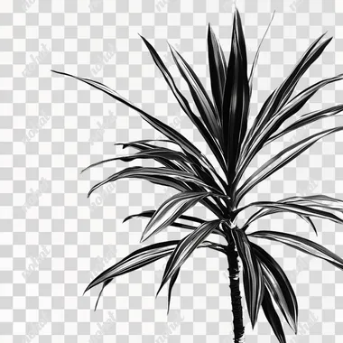 black and white Dracaena marginata