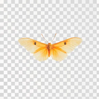 photo of a orange glowing butterfly back view flying isolated on white background