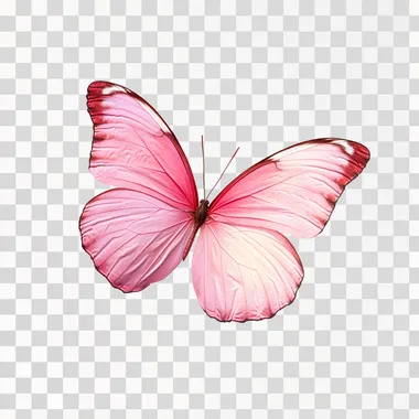 a pink butterfly isolated on a white backgroud