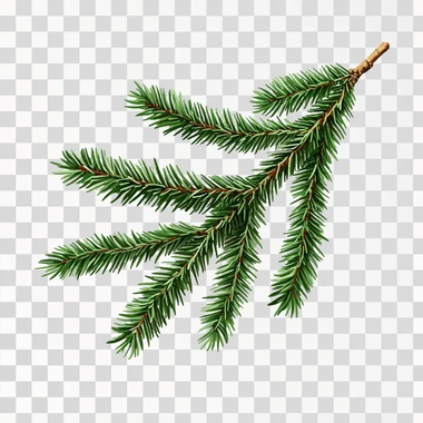 Christmas tree branch isoilated on white background with hollows