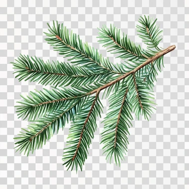 Christmas tree branch isoilated on white background with hollows