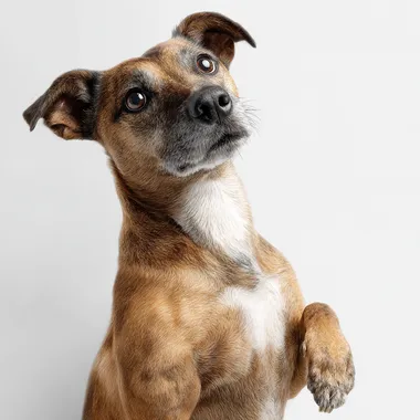 Portrait close-up of a smooth-coated beautiful dog standing on hind legs, visible from the waist up, one front paw raised and the other lowered, looking directly into the camera with a begging expression, white background, photorealistic, soft lighting, clean composition