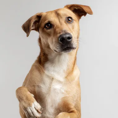Portrait close-up of a smooth-coated beautiful dog standing on hind legs, visible from the waist up, one front paw raised and the other lowered, looking directly into the camera with a begging expression, white background, photorealistic, soft lighting, clean composition