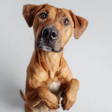 Portrait close-up of a smooth-coated beautiful dog standing on hind legs, visible from the waist up, one front paw raised and the other lowered, looking directly into the camera with a begging expression, white background, photorealistic, soft lighting, clean composition