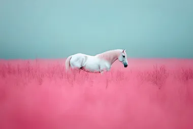 A white horse stands in a field of pink grass, with a sky-blue background. The image features a gradient of pink and white, creating a pastel, ethereal aesthetic and a dreamy atmosphere. The wide shot is captured with soft lighting, and the background is blurred, emphasizing the natural and vibrant colors of the scene. This magical photograph is a professional, high-resolution image with extreme details and HDR (High Dynamic Range) processing.    rofile em4jor9