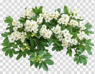 Beautiful hawthorn branch with white flowers and green leaves on an isolated background, close-up view. Stock photo.