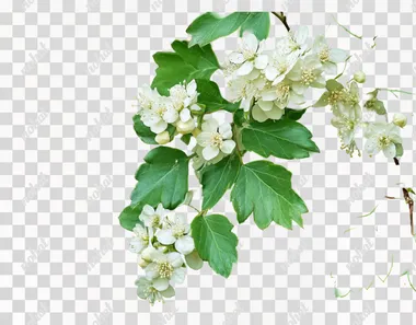Beautiful hawthorn branch with white flowers and green leaves on an isolated background, close-up view. Stock photo.
