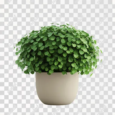 A front view of a lush green plant with round, full leaves growing in a simple flowerpot. The plant appears vibrant and healthy, its foliage spreading out gracefully. The flowerpot is simple and elegant, with a neutral color, and the background is pure white, highlighting the beauty of the plant. The overall aesthetic is clean, minimalistic, and serene, with no distractions in the scene