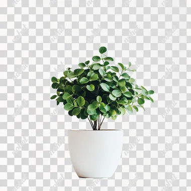 A front view of a lush green plant with round, full leaves growing in a simple flowerpot. The plant appears vibrant and healthy, its foliage spreading out gracefully. The flowerpot is simple and elegant, with a neutral color, and the background is pure white, highlighting the beauty of the plant. The overall aesthetic is clean, minimalistic, and serene, with no distractions in the scene