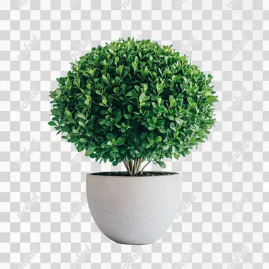 A front view of a lush green plant with round, full leaves growing in a simple flowerpot. The plant appears vibrant and healthy, its foliage spreading out gracefully. The flowerpot is simple and elegant, with a neutral color, and the background is pure white, highlighting the beauty of the plant. The overall aesthetic is clean, minimalistic, and serene, with no distractions in the scene